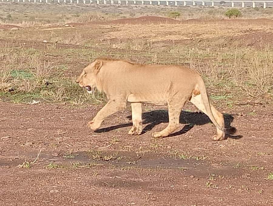 5Hrs Nairobi National Park MorningEvening Gamedrive 4x4 Van - Comfort, communication, and practical concerns