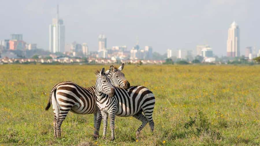 5Hrs Nairobi National Park MorningEvening Gamedrive 4x4 Van - What the four-hour drive is really like