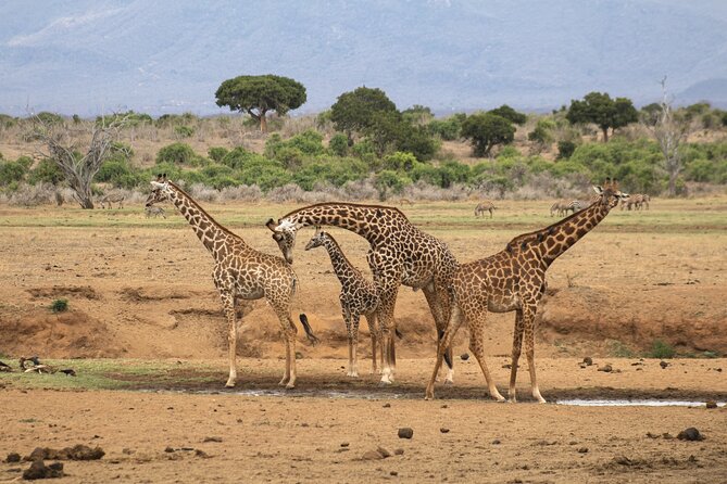 5Hrs Nairobi National Park MorningEvening gamedrive 4x4 vehicle - Why Nairobi National Park is such an unusual safari
