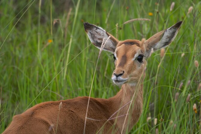 5Hrs Nairobi National Park MorningEvening gamedrive 4x4 vehicle - Hotel and airport pickup can save valuable time