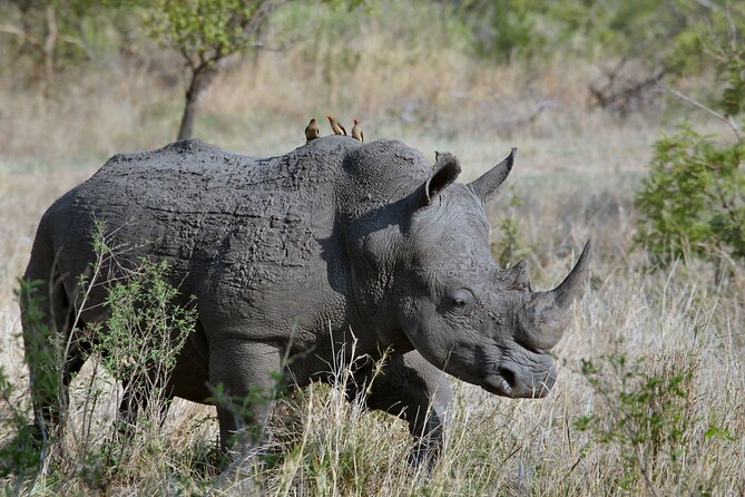 5Hrs Nairobi National Park MorningEvening gamedrive 4x4 vehicle - Paying the park admission fee