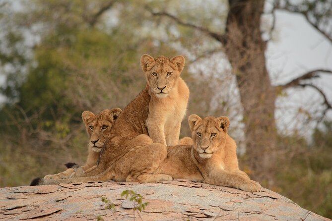 5Hrs Nairobi National Park MorningEvening gamedrive 4x4 vehicle - Kazuri Beads Factory is the hands-on extra