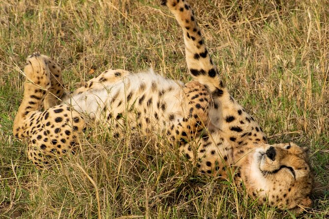 5Hrs Nairobi National Park MorningEvening gamedrive 4x4 vehicle - How much wildlife should you expect?
