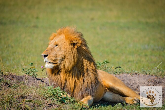 6-Day 5 Nights Masai Mara, Lake Nakuru & Amboseli Budget Safari - Day 6: One last drive, then Nairobi