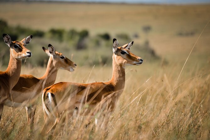 6-Day 5 Nights Masai Mara, Lake Nakuru & Amboseli Budget Safari - What the shared van is really like