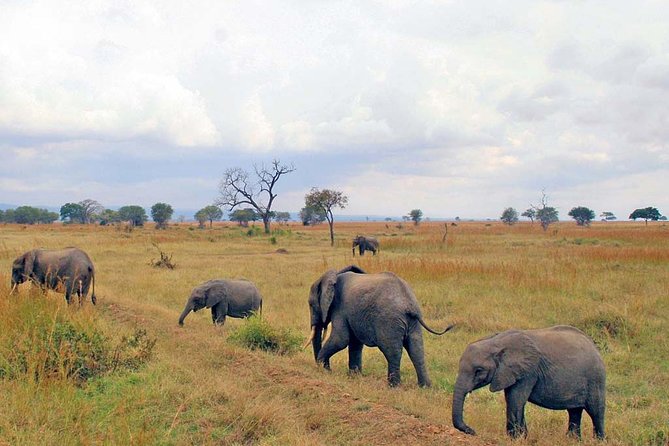 6-Day Kenya and Tanzania safari - Day 1: Nairobi to Masai Mara in about six hours