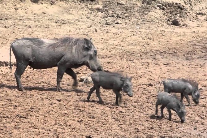 6-Day Kenya and Tanzania safari - Day 3: Crossing from Kenya into Tanzania
