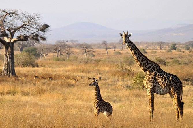 6-Day Kenya and Tanzania safari - Camps, meals, and vehicle comfort