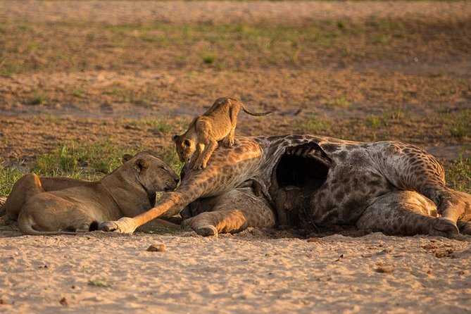 6-Day Kenya and Tanzania safari - Day 2: A full game day in Masai Mara
