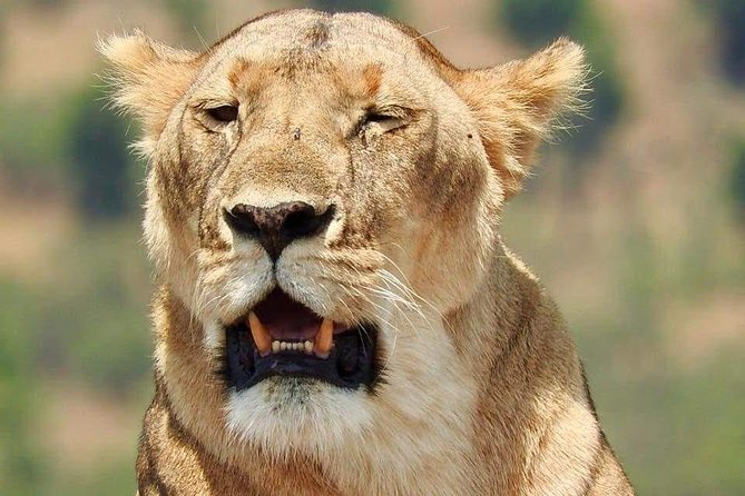 6 Day Maasai Mara, Lake Nakuru, Amboseli National Park - Three famous parks in one six-day route