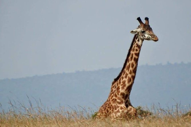 6 Day Maasai Mara, Lake Nakuru, Amboseli National Park - What the $1,700 price means