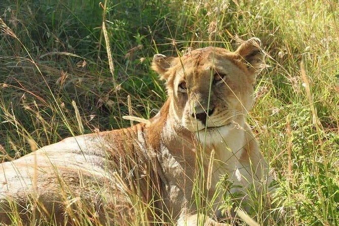 6 Day Maasai Mara, Lake Nakuru, Amboseli National Park - Day 1: Amboseli and the first look at Kilimanjaro
