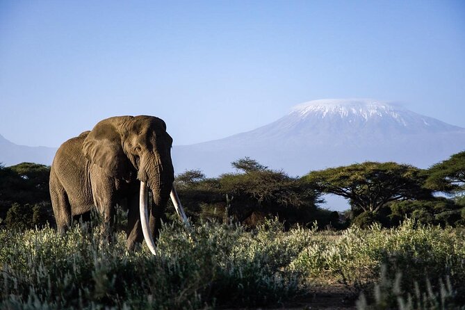 6-Day Maasai Mara, Lake Nakuru and Amboseli Safari - Day 3: Moving from the Mara to Lake Nakuru