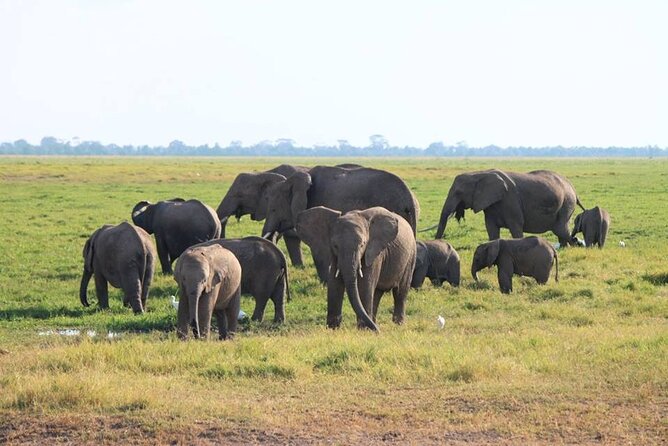 6-Day Maasai Mara, Lake Nakuru and Amboseli Safari - What the $3,040.55 price includes