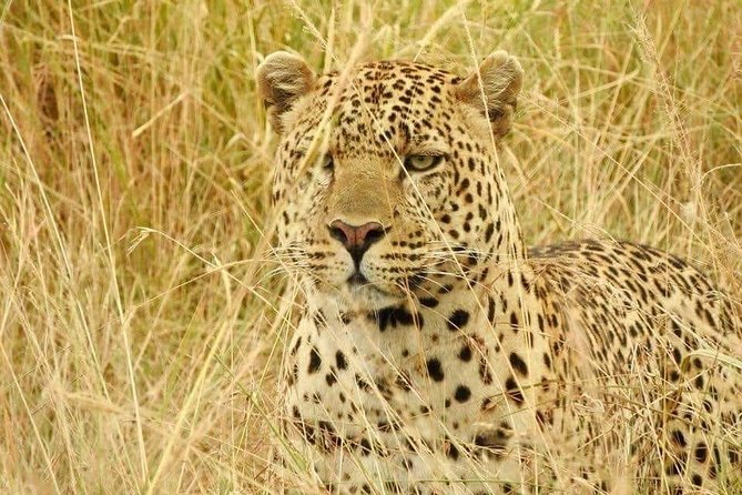 6-Day Maasai Mara Reserve, Lake Naivasha, Amboseli National Park - Day 5: Morning and afternoon drives in Amboseli