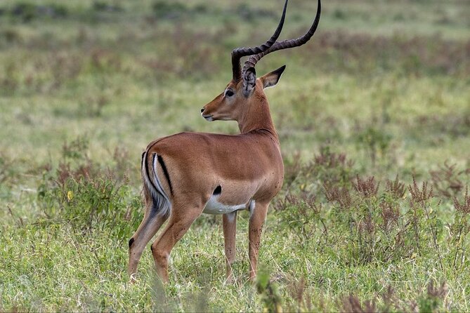 6-Day Maasai Mara Reserve, Lake Naivasha, Amboseli National Park - Day 6: Early return to Nairobi
