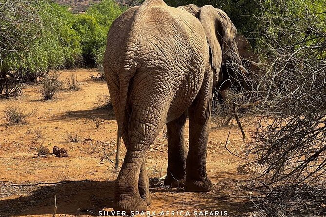 6-Day Maasai Mara Reserve, Lake Naivasha, Amboseli National Park - Day 2: A full day across the Mara