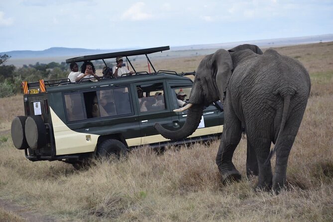 6 Day Nairobi-Amboseli-Maasai Mara Private Semi Luxury Tour - Day 3: Lake Nakuru’s birds and a long transfer