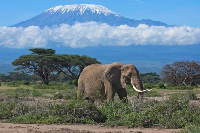 6-Day Private Landcruiser Safari to Masai Mara, Nakuru & Amboseli - What the $2,165 price really covers