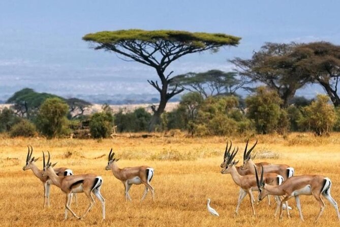 6-Day Private Landcruiser Safari to Masai Mara, Nakuru & Amboseli - Day 2: A full day among Masai Mara’s big cats