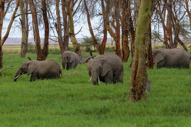 6-Day Private Landcruiser Safari to Masai Mara, Nakuru & Amboseli - Day 3: Leaving the Mara for Lake Nakuru