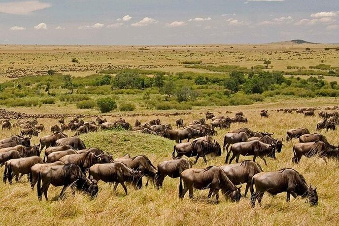 6-Day Private Landcruiser Safari to Masai Mara, Nakuru & Amboseli - Day 5: Elephants and Kilimanjaro in Amboseli