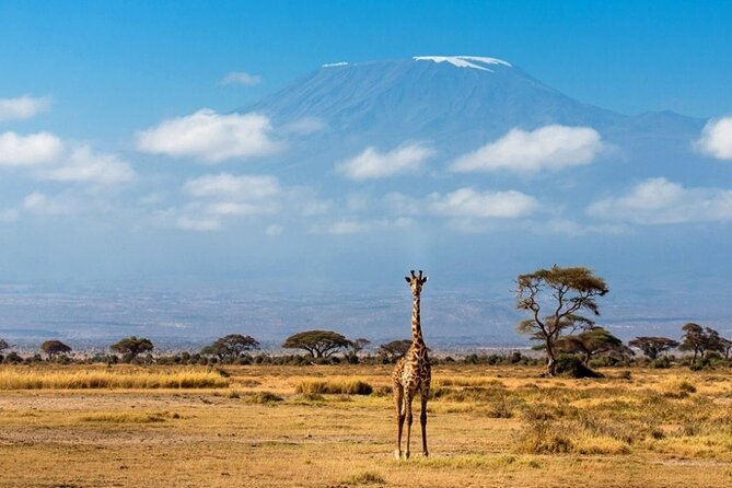 6-Day Private Landcruiser Safari to Masai Mara, Nakuru & Amboseli - Day 6: One final drive, then back to Nairobi