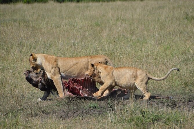 6-Day Private Landcruiser Safari to Masai Mara, Nakuru & Amboseli - The Landcruiser, pace, and private setup