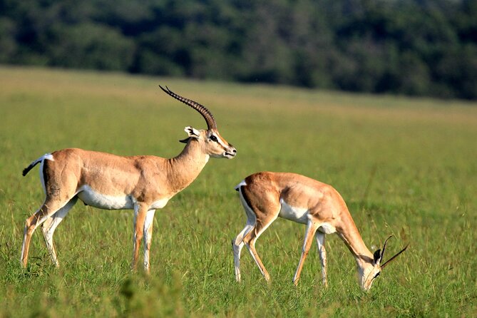 6-Day Samburu, Lake Nakuru, and Masai Mara Safari - Day 3: Samburu to Lake Nakuru