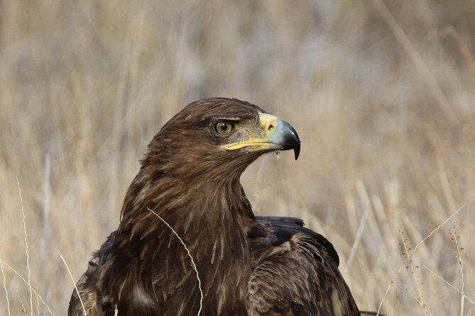 6-Day Samburu, Lake Nakuru, and Masai Mara Safari - Day 5: The Mara gets its full day