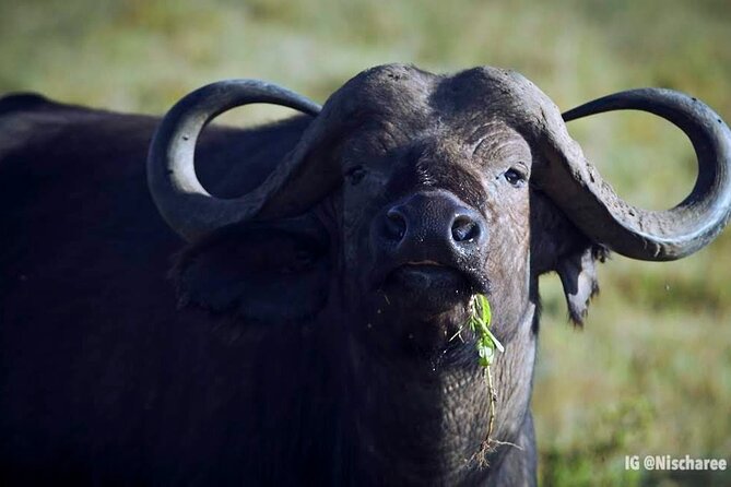6-Day Samburu, Lake Nakuru, and Masai Mara Safari - Day 2: A full day around Samburu