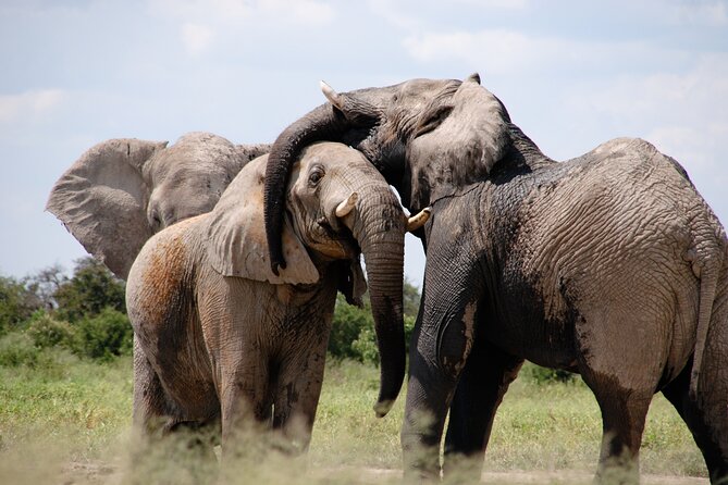 6 Days Amboseli, Lake Naivasha and Masai Mara Adventure - Day 1: Nairobi to Amboseli and an afternoon game drive