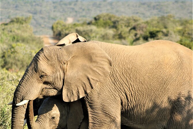6 Days Amboseli, Lake Naivasha and Masai Mara Adventure - Day 4: From Naivasha to the Maasai Mara