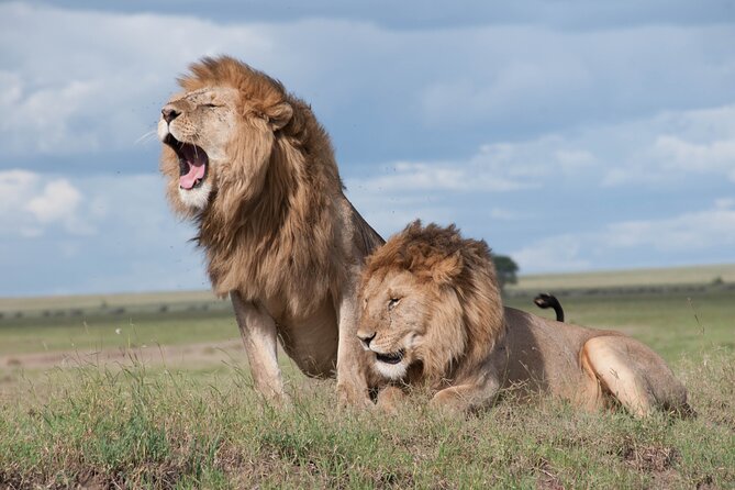 6 Days Amboseli, Lake Naivasha and Masai Mara Adventure - Day 5: A full day near the Mara River