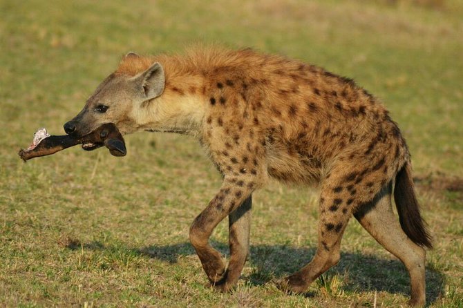 6 Days Amboseli, Lake Nakuru and Masai Mara - Day 5: The Mara gets its full day