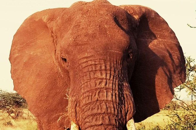 6 Days Amboseli, Lake Nakuru and Masai Mara - Day 6: Lake Naivasha and the return to Nairobi