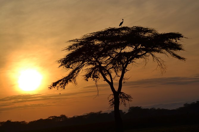 6 Days Amboseli, Lake Nakuru and Masai Mara - Day 2: A full Amboseli game drive beneath Kilimanjaro