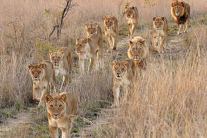 6 Days best of kenya safaris Maasai Mara-Lake Nakuru Amboseli National Park - Why this six-day Kenya route works
