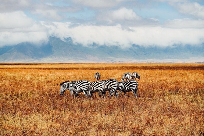 6 Days best of kenya safaris Maasai Mara-Lake Nakuru Amboseli National Park - Day 3: Early Mara viewing and the road to Nakuru