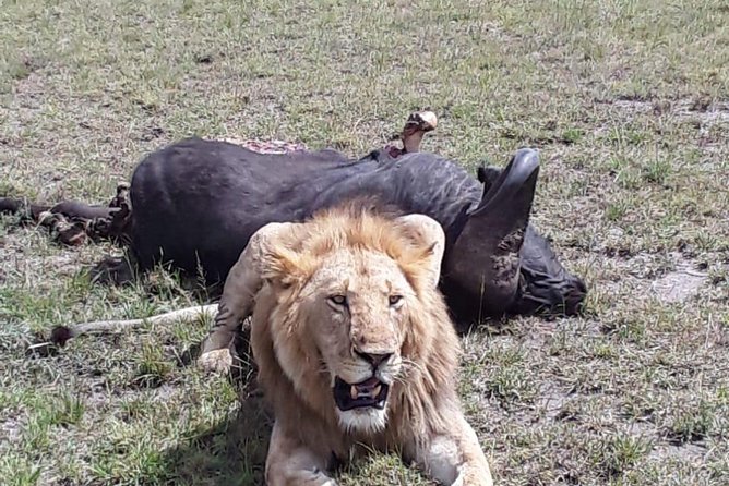 6 Days best of kenya safaris Maasai Mara-Lake Nakuru Amboseli National Park - Day 5: Elephants and open views in Amboseli