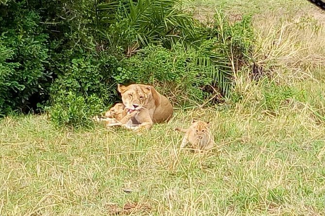 6 Days best of kenya safaris Maasai Mara-Lake Nakuru Amboseli National Park - What the $980 price covers