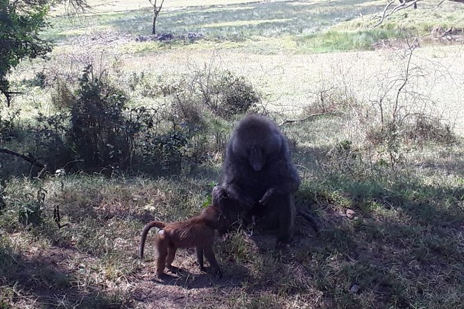 6 Days best of kenya safaris Maasai Mara-Lake Nakuru Amboseli National Park - Day 1: Nairobi to Maasai Mara