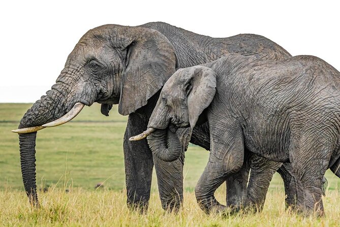 6 Days Group Multi Day Tour Masai Mara Lake Nakuru and Amboseli - Key points to know before booking