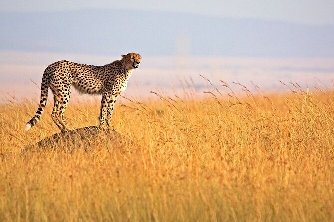 6 Days Group Multi Day Tour Masai Mara Lake Nakuru and Amboseli - Day 6: The final Amboseli views and return to Nairobi
