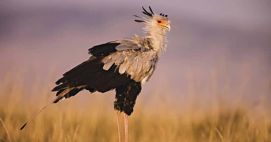 6 Days, Group Safari to Masai Mara, Lake Nakuru and Amboseli - Key points to know before booking