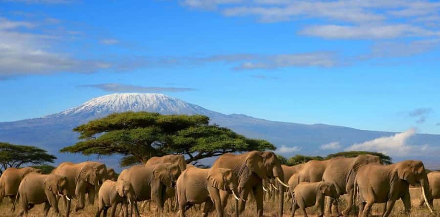 6 Days, Group Safari to Masai Mara, Lake Nakuru and Amboseli - What the $750 price really covers