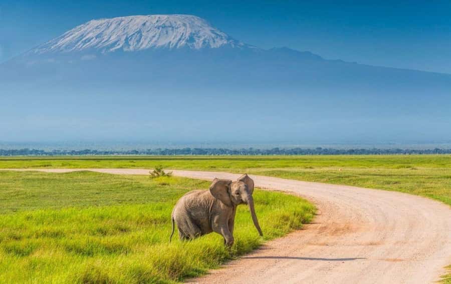 6 Days, Group Safari to Masai Mara, Lake Nakuru and Amboseli - Day 5: Amboseli elephants and the Kilimanjaro view