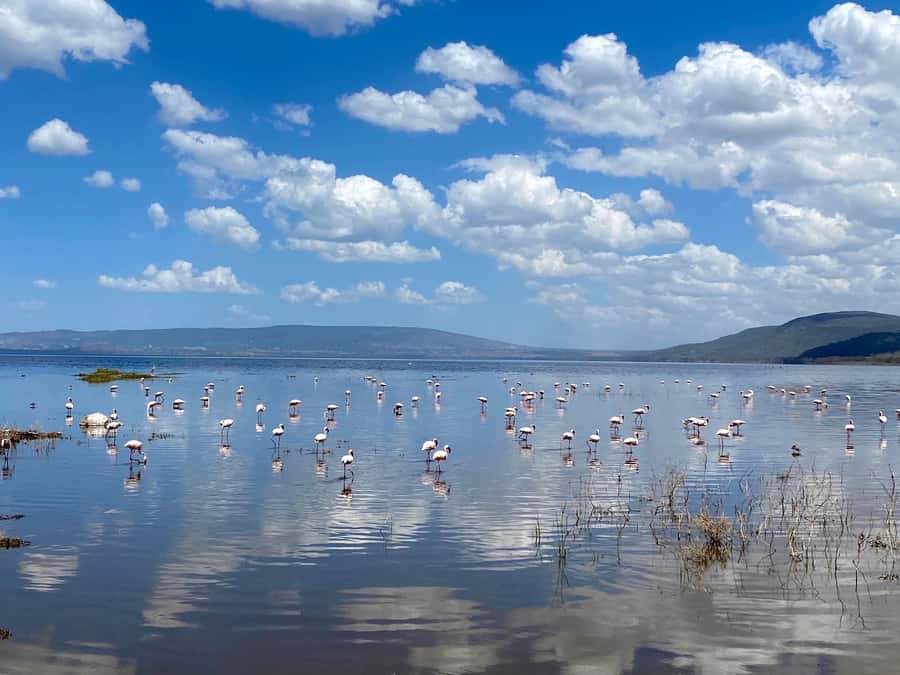 6 Days, Group Safari to Masai Mara, Lake Nakuru and Amboseli - The accommodation and daily comfort level