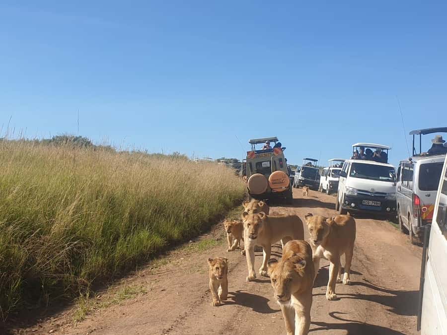 6 Days, Group Safari to Masai Mara, Lake Nakuru and Amboseli - What the guides and vehicle mean for your safari