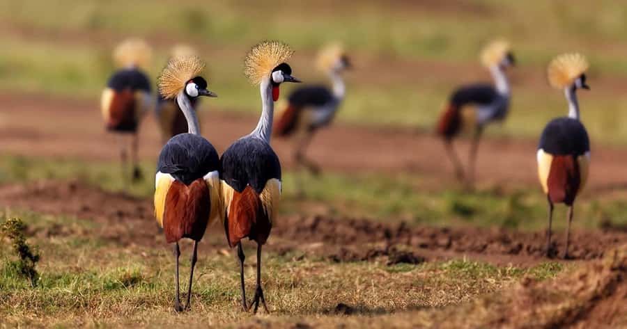 6 Days, Group Safari to Masai Mara, Lake Nakuru and Amboseli - Day 1: Nairobi to Maasai Mara by way of the Rift Valley